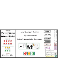 گونه سنجابک دم‌ موشی ایرانی Setzer